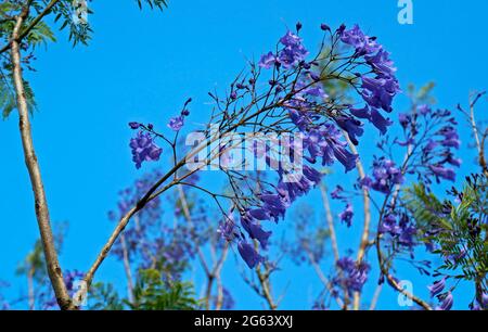 Blaue Jacaranda-Blüten (Jacaranda mimosifolia) Stockfoto