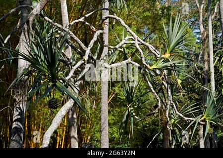 Gewöhnlicher Schraubensäger (Pandanus utilis), Rio Stockfoto