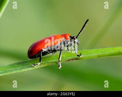 Lilienkäfer, Lilioceris lilii, eine Schädlingsart von Lilien und Fatillarien, in einem britischen Garten Stockfoto