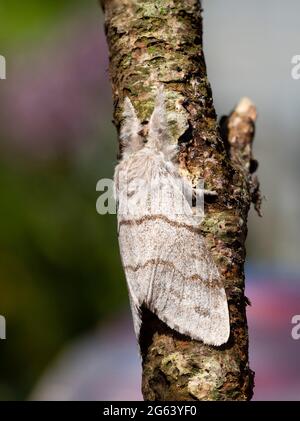 Der in Großbritannien geborene Erwachsene Pale Tussock-Motte, Calliteara pudibunda, ruht auf einem Ast Stockfoto