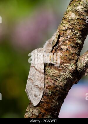 Der in Großbritannien geborene Erwachsene Pale Tussock-Motte, Calliteara pudibunda, ruht auf einem Ast Stockfoto