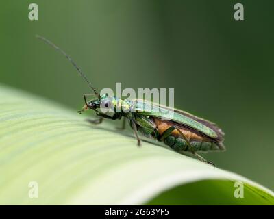 Ausgewachsener weiblicher dickbeiniger Blumenkäfer, Oedemera nobilis, in Ruhe in einem britischen Garten Stockfoto