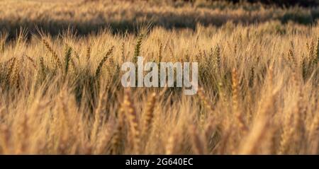 Gerstenfeld (Hordeum vulgare) im Sommer. Goldene Spitzen von Gerste während des Sonnenaufgangs. Stockfoto