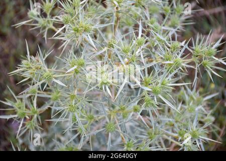 Grüne und weiße Blüten der Distel Runner (Eryngium campestre). Forststraße im Cidacos-Tal. Munilla, La Rija. Stockfoto