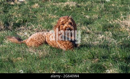 Red Cockapoo liegt auf dem Gras in der Sonne und beobachtet aufmerksam seinen Besitzer Stockfoto