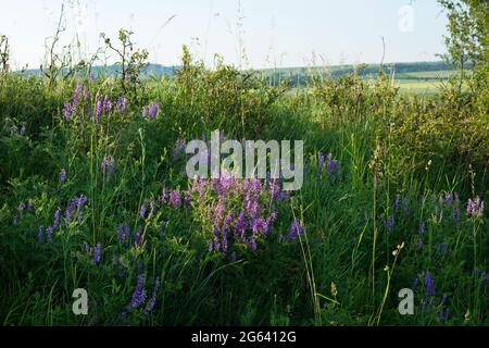 Sommerblumen auf der Wiese. Stockfoto