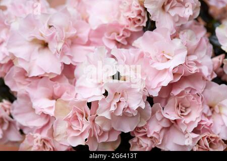 Doppelt rosa Azaleen Blumen Textur Hintergrund, weiches Licht Stockfoto