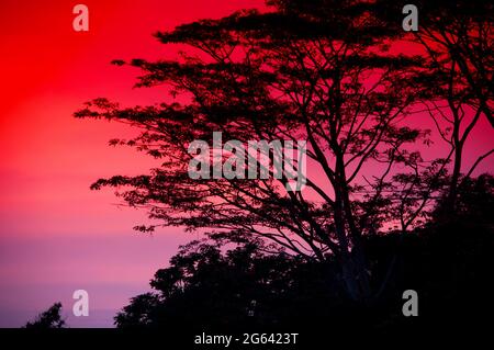 Ein wunderschöner roter Sonnenuntergang und eine Baumsilhouette auf Bukit Bendera, Penang Hill Malaysia. Stockfoto
