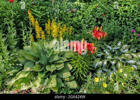 Ein Blumenbeet mit gelbem Streit, Hosta und Lilie. Gartenarbeit im Landschaftsbau. Sommerzeit Stockfoto