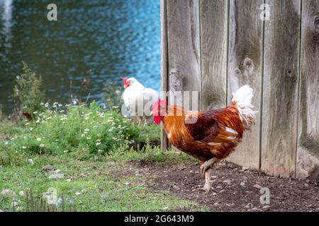 Ein Hahn, der auf einem Bein vor einem Holzbau oder Zaun steht. Stockfoto