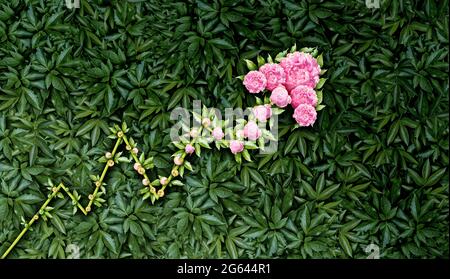 Wachsende Grafik Geschäftskonzept und finanzielles Wachstum oder positive Gewinnentwicklung als steigende Pfeil aus Pflanzen und blühenden Blumen darstellen Stockfoto