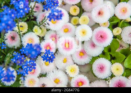 Blühende Gänseblümchen und Vergissmeinnicht-Blumen von oben Stockfoto