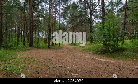 Ein breiter Waldweg oder eine Straße, die durch Wälder, Bäume, durch eine unendlich schöne Naturlandschaft, in eine unbekannte Richtung führt. Im Allgemeinen Stockfoto