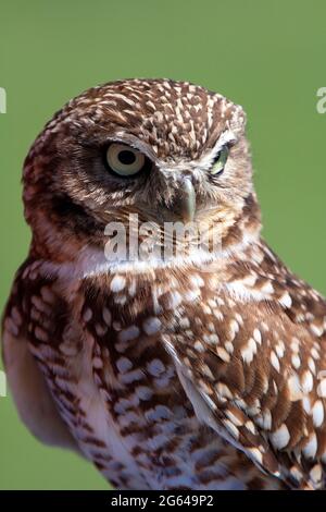 Ausgrabende Eule Nahaufnahme Porträt verschwommener Hintergrund Stockfoto