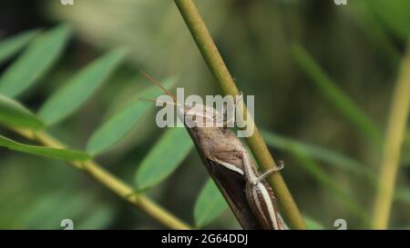 Extreme Nahaufnahme des oberen Teils einer braunen Heuschrecke, die einen Stiel hält Stockfoto