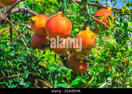 Nahaufnahme einer Gruppe von Granatapfäpfeln, hängende Punica Granatum, die auf Ästen im Gartenbaugarten wächst. Stockfoto