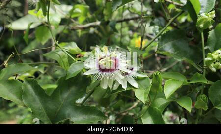 Nahaufnahme einer Passionsfrucht-Blume und sting weniger Biene bereit, auf der Blume zu landen Stockfoto