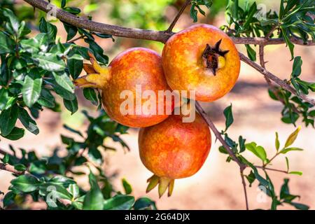 Nahaufnahme mit einem Strauß von drei reifen Granatapfelfrüchten, Punica Granatum, der mit grünen Blättern auf einem Zweig im Gartenbaugarten wächst. Stockfoto