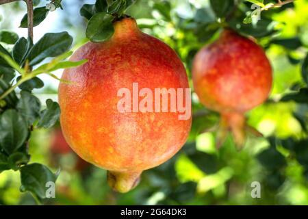 Nahaufnahme mit einem Paar roter Granatapfelfrüchte, Punica Granatum, die in einem Garten an einem Ast hängt. Stockfoto