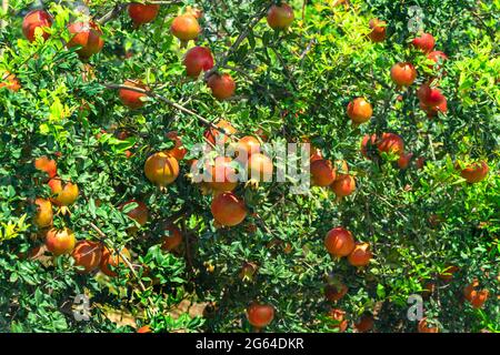 Trauben von Obstgranatapfel, hängender Punica Granatum, die auf Ästen im Gartenbaugarten wachsen. Stockfoto