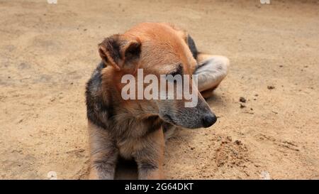 Gesicht und Hände eines braunen und schwarzen Mischhundes, der auf dem Sand liegt, extrem nah Stockfoto