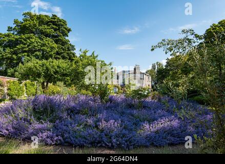 East Lothian, Schottland, Großbritannien, 2. Juli 2021. Scotland's Garden Scheme neue Garteneröffnung: Shane Corstorphine, ehemaliger CFO von Skyscanner und ein begeisterter Gärtner, hat 4 Jahre damit verbracht, die Gärten von Camptoun House zum ersten Mal für die Eröffnung vorzubereiten, um Geld für wohltätige Zwecke zu sammeln.Bild: Der ummauerte Garten mit einem Blumenbeet aus Katzenminze oder nepeta Stockfoto