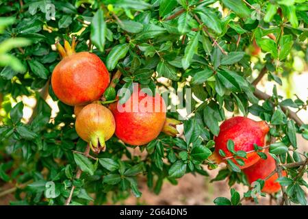 Nahaufnahme mit Granatapfelfrüchten, hängender Punica Granatum, die mit grünen Blättern auf Ästen im Gartenbaugarten wächst. Stockfoto