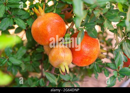 Nahaufnahme mit drei Granatapfelfrüchten, hängender Punica Granatum, die mit grünen Blättern auf einem Zweig im Gartenbaugarten wachsen. Stockfoto