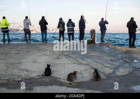 Katzen warten auf Fische in der Nähe der Fischer an der Küste in Istanbul, Türkei. Stockfoto