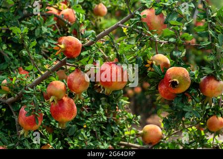 Gruppe von roten Granatapfelfrüchten, Punica Granatum hängend, wächst mit grünen Blättern auf Ästen im Gartenbaugarten . Stockfoto