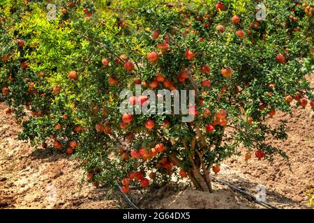 Trauben von roten Granatapfelfrüchten, Punica Granatum hängen an Strauchzweigen im Gartenbaugarten . Stockfoto