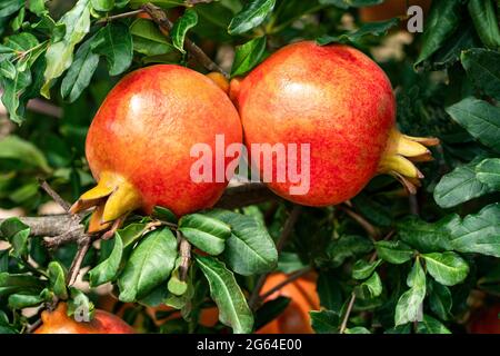 Nahaufnahme mit einem Paar roter Granatapfelfrüchte, hängender Punica Granatum, die mit grünen Blättern auf einem Zweig in der Gartenbaufarm wächst. Stockfoto