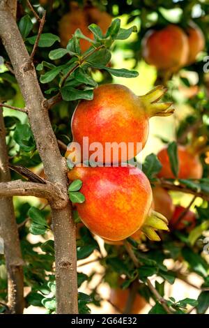 Nahaufnahme einer Gruppe von roten Granatapfelfrüchten, Punica Granatum, die an Ästen hängen, die im Gartenbaugarten wachsen. Stockfoto