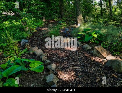 East Lothian, Schottland, Großbritannien, 2. Juli 2021. Scotland's Garden Scheme neue Garteneröffnung: Shane Corstorphine, ehemaliger CFO von Skyscanner und begeisterter Gärtner, hat 4 Jahre damit verbracht, die Gärten von Camptoun House zum ersten Mal für die Eröffnung vorzubereiten, um Geld für wohltätige Zwecke zu sammeln. Im Bild: Der Waldmärchenpfad Stockfoto