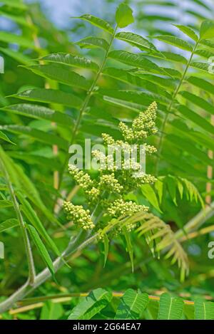 Blütenknospen vom Essigbaum, Rhus typhina Stockfoto