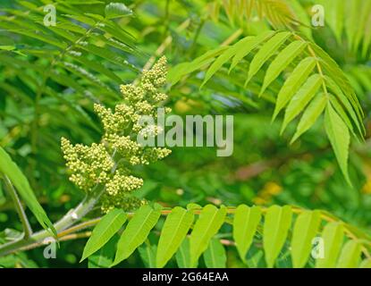 Blütenknospen vom Essigbaum, Rhus typhina Stockfoto