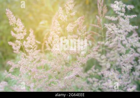 Pampas Gras, wächst getrocknete Blumen in den Strahlen des Sonnenuntergangs Sonnenlicht. Hochwertige Fotos Stockfoto