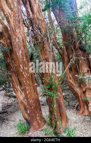 Ansicht eines Waldes von Arrayan-Bäumen (Luma apiculata - chilenische Myrte) in der Nähe von Bariloche, Argentinien Stockfoto