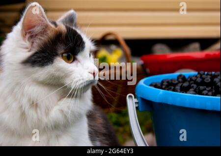 Überrascht Tricolor Katze Wandern in der Natur neben einem Eimer mit Heidelbeeren. Stockfoto