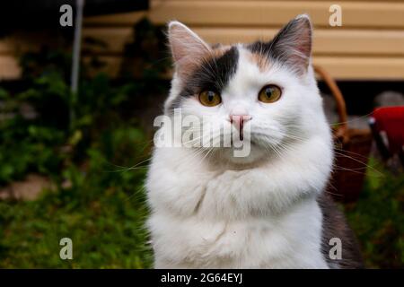 Überrascht Tricolor Katze, Wandern in der Natur. Stockfoto