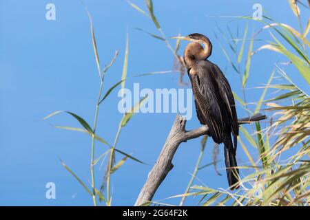 African Darter (Anhinga rufa) aka Snakebird, thront auf Schilf, Breede River, Western Cape, Südafrika Stockfoto