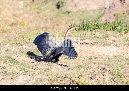 Afrikanischer Darter (Anhinga rufa) , Westkap, Südafrika, der seine Flügel nach dem Tauchen trocknet. Dieser Vogel hat kein Öl in seinen Federn, um das Brüchigkeit-Whil zu reduzieren Stockfoto