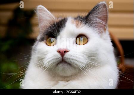 Überrascht Tricolor Katze, Wandern in der Natur. Stockfoto