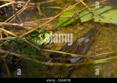 Gewöhnlicher Wasserfrosch erwachsenes Männchen, das im Wasser im Gartenteich sitzt Stockfoto