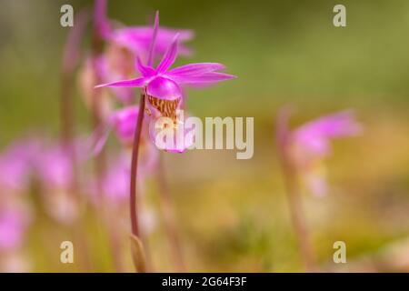 Wunderschöne wilde Orchidee, Calypso-Orchidee, Feenschuh (Calypso bulbosa), blüht im Frühling in der finnischen Natur im Oulanka-Nationalpark Stockfoto