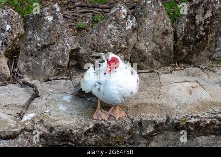 Moskauer Ente, bekannt als Kreolenente, Bragado, schwarze Ente oder stumme Ente - Cairina Moschata - steht am Rande des Flusses Cerezuelo in Cazorla, Stockfoto