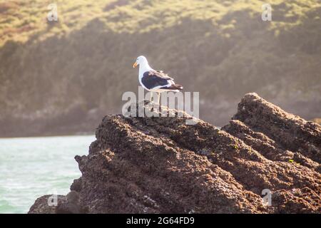 Kelpmöwe (Larus dominicanus) im Schutzgebiet Monumento Nacional Islotes de Punihuil auf der Chiloe-Insel, Chile Stockfoto