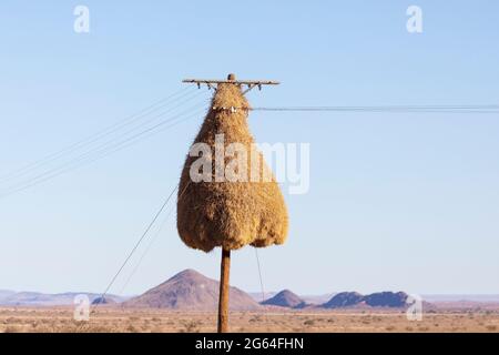 Großes kommunales Nest des geselligen Webers (Philetairus socius), das auf Telefonmasten entlang der Straße in der Absenz von Bäumen gebaut wurde, Kalahari, Nord-C Stockfoto