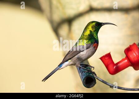 Brütende männliche südliche Doppelkolbenvögel / kleine Doppelkolbenvögel (Cinnyris chalybeus), auf Zuckerwasserfutterhäuschen, Westkap, Südafrika Stockfoto