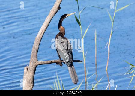 African Darter (Anhinga rufa) Brutgefieder auf Zweigfischen, Robertson, Breede River, Western Cape, Südafrika. Aka Snakebird Stockfoto